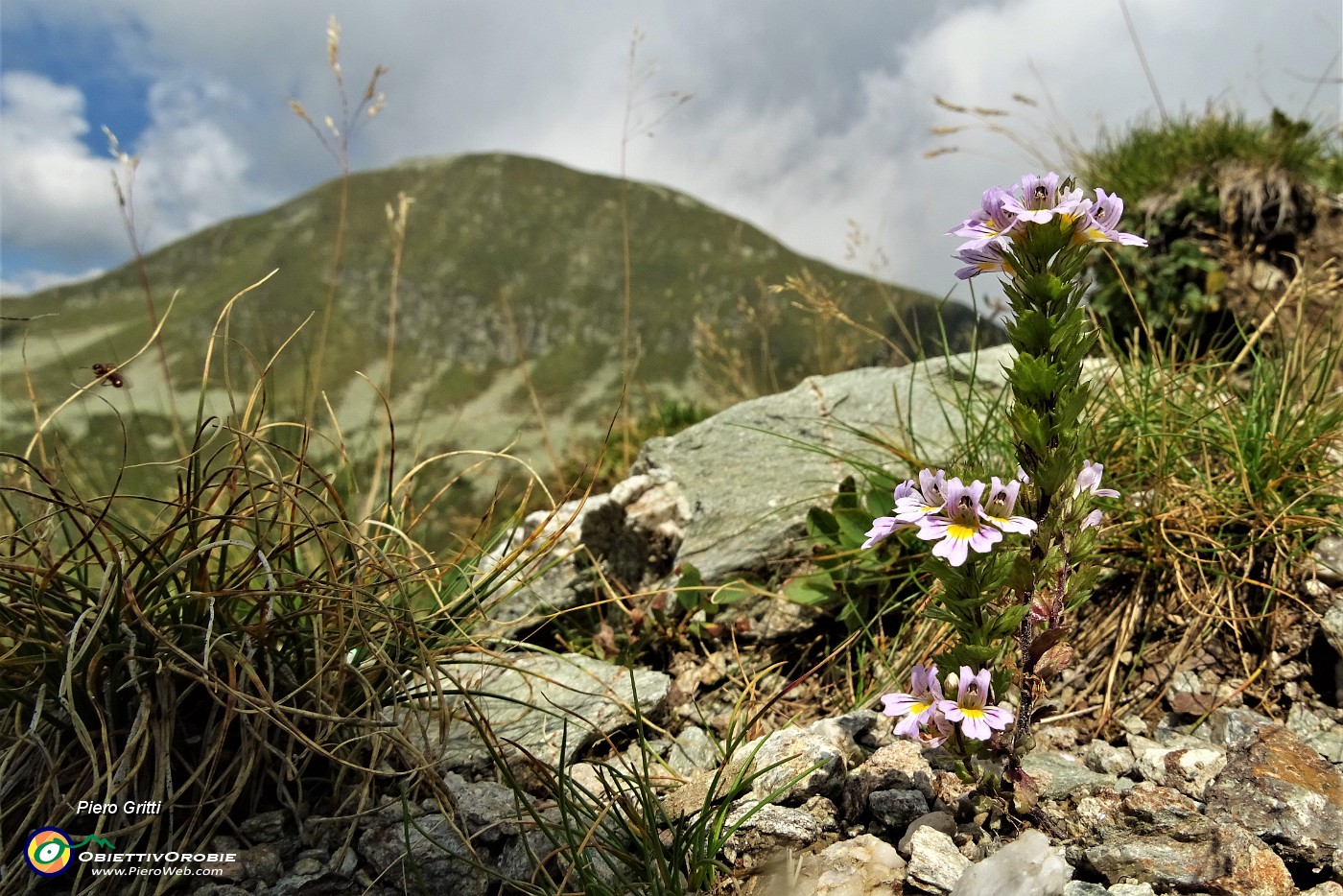 67 Fiori di euphrasia tricuspidata...per il Valegino.JPG